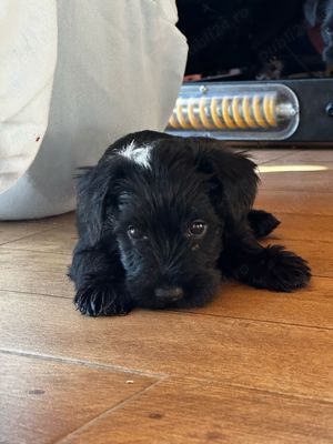 Vand Schnauzer pitic - imagine 1