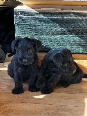 Vand Schnauzer pitic - imagine 2