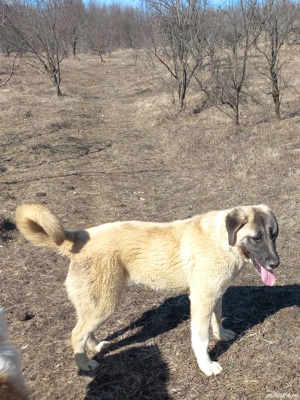 Kangal femelă 7 luni