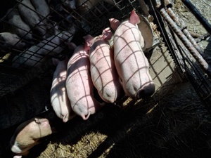 Porci de 9 săptămâni de vânzare,