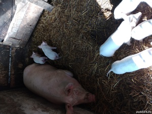 de vânzare  - imagine 2