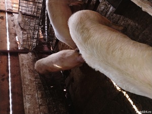 de vânzare  - imagine 5