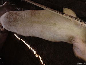 de vânzare  - imagine 4