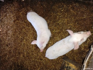 de vânzare  - imagine 3