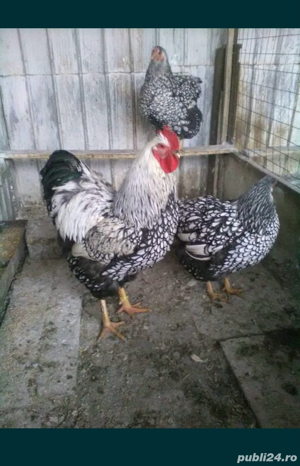 Gaini Wyandotte, Brahma, Cochinchina si oua pt incubat - imagine 2