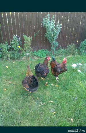 Gaini Wyandotte, Brahma, Cochinchina si oua pt incubat - imagine 3