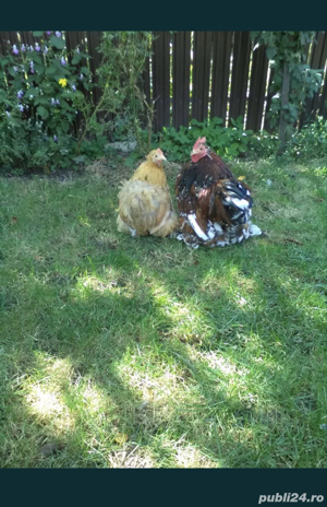 Gaini Wyandotte, Brahma, Cochinchina si oua pt incubat - imagine 5