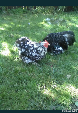 Gaini Wyandotte, Brahma, Cochinchina si oua pt incubat - imagine 4