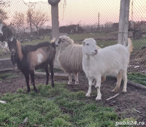 țap alpin francez si capra 