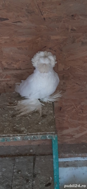 porumbei rasa - imagine 2