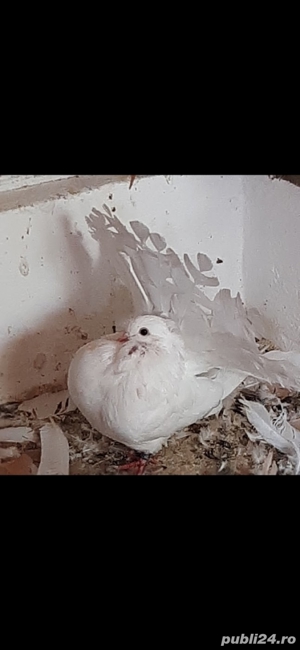 porumbei rasa - imagine 4