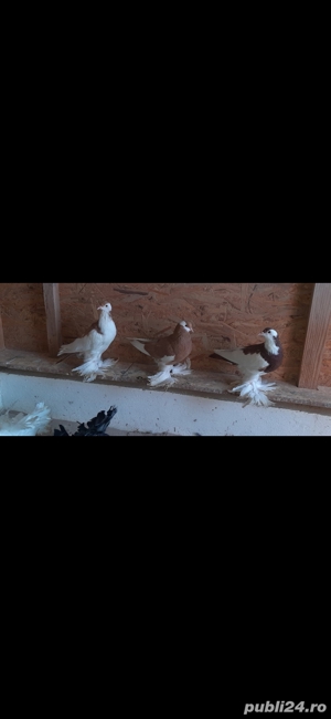 porumbei rasa - imagine 3