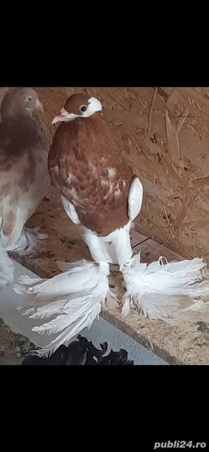 porumbei rasa - imagine 5