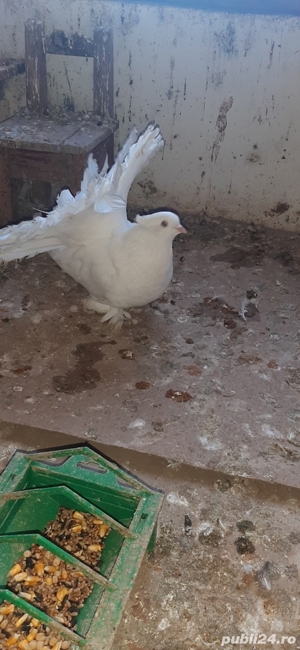 porumbei rasa - imagine 2 porumbei rasa - imagine 2