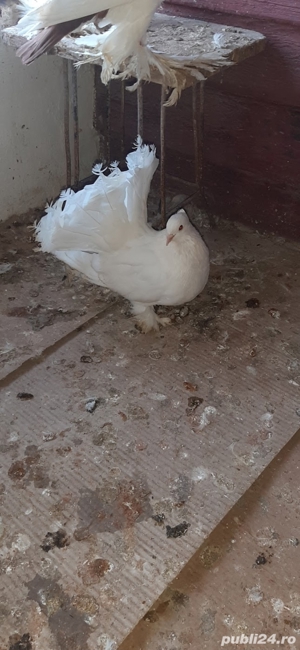 porumbei rasa - imagine 3 porumbei rasa - imagine 3