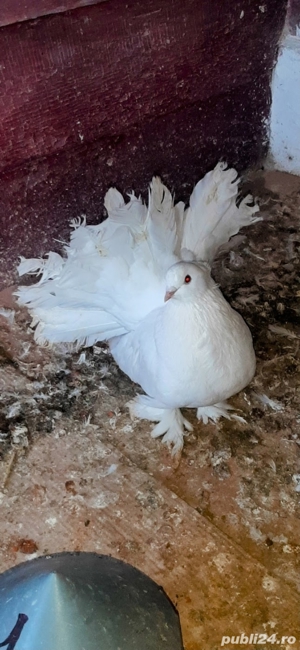 porumbei rasa - imagine 4 porumbei rasa - imagine 4