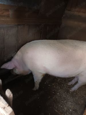 Vand porc rasa marele alb - imagine 2