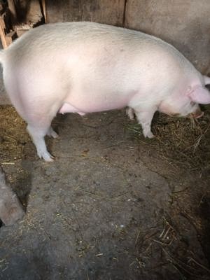 Vand porc rasa marele alb