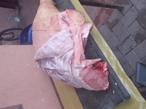 Vand carcasa porc crescut bio - imagine 3