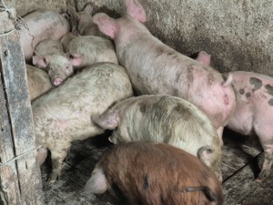 Șoldani Mari 55-70kg 