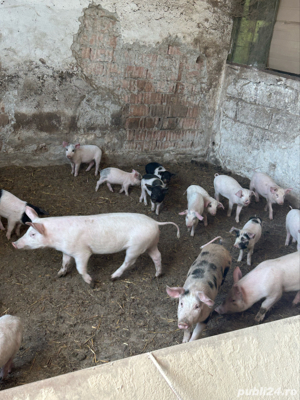 Porci de vânzare - imagine 2 Porci de vânzare - imagine 2