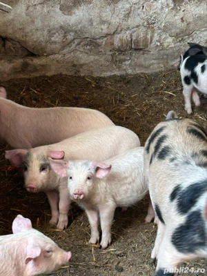 Porci de vânzare - imagine 4 Porci de vânzare - imagine 4