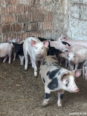 Porci de vânzare - imagine 5 Porci de vânzare - imagine 5