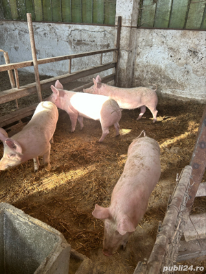 Porci de vânzare - imagine 3 Porci de vânzare - imagine 3