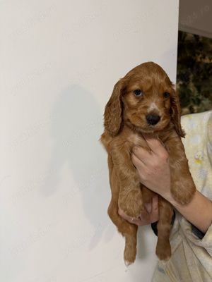 Cocker Spaniel Roscat 