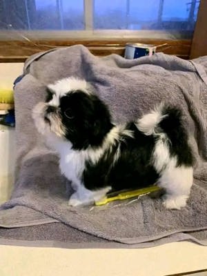 Catei Shitzu fetite și baietei