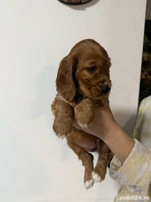 cocker spaniel roscat 