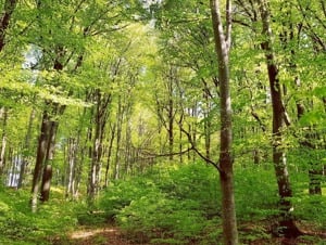 Investiție excelentă în masivul forestier Bucovina II   98,7 ha