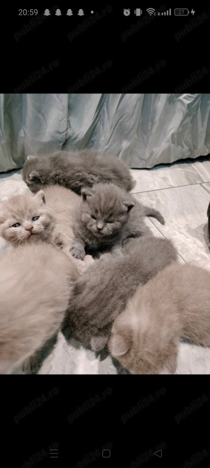 Pui brithis shorthair lila și blue 