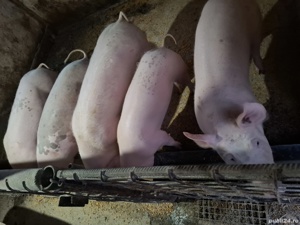 Porci de vânzare  - imagine 2