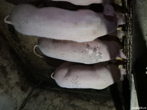 Porci de vânzare  - imagine 4