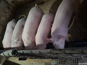 Porci de vânzare 