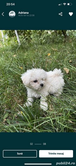bichon maltez