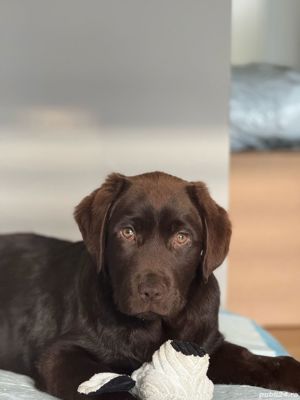 Labrador retriever ciocolatiu Pedigree - imagine 3