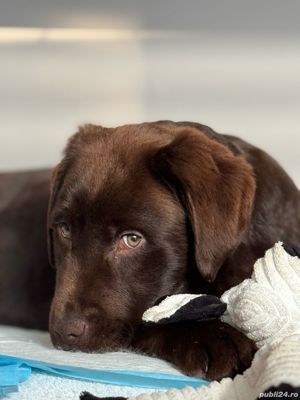 Labrador retriever ciocolatiu Pedigree - imagine 4