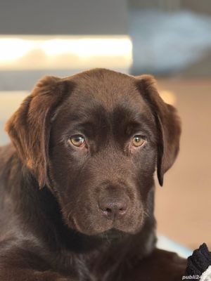 Labrador retriever ciocolatiu Pedigree - imagine 2
