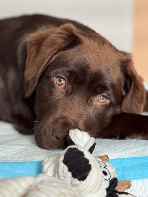 Labrador retriever ciocolatiu Pedigree - imagine 5