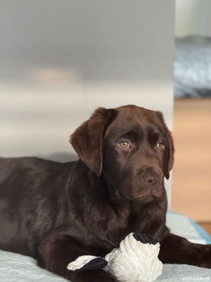 Labrador retriever ciocolatiu Pedigree