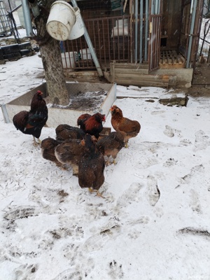 Ouă incubat araucana potîrnichiu sălbatic cu favoriții  - imagine 2