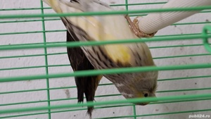 Canari si canarite 2024 - imagine 2  Canari si canarite 2024 - imagine 2