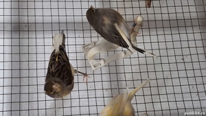 Canari si canarite 2024 - imagine 3  Canari si canarite 2024 - imagine 3