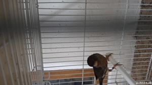 Canari si canarite 2024 - imagine 4  Canari si canarite 2024 - imagine 4