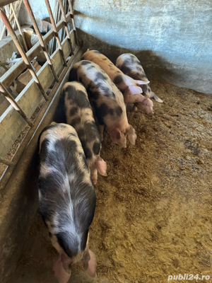 Vand porci 