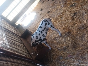 dalmatian mascul