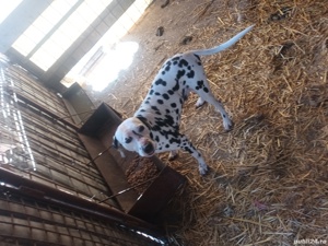 dalmatian mascul - imagine 2