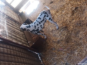 dalmatian mascul - imagine 3